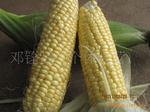 徐聞邁陳新鮮超甜玉米 綠色食品的產(chǎn)地直銷(xiāo)新選擇